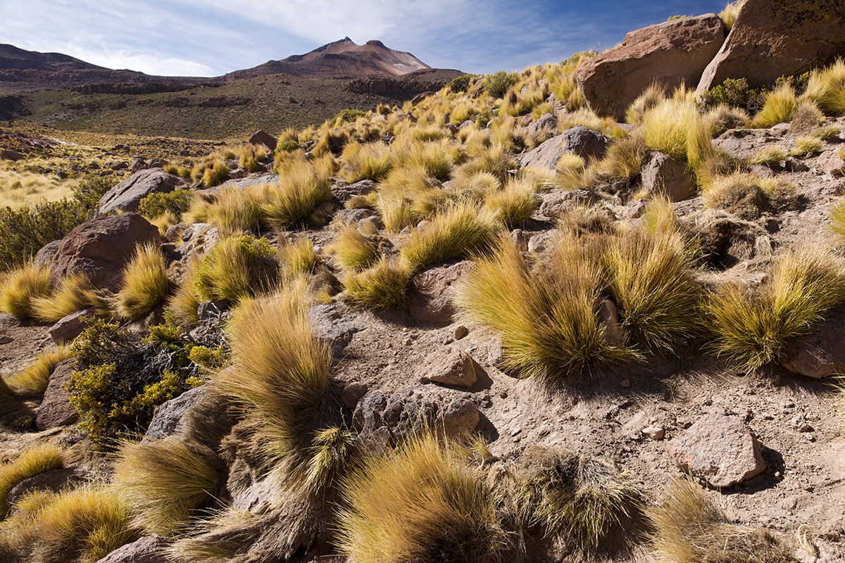 Grasses and shrubs grow in the Atacama Desert in northern Chile.