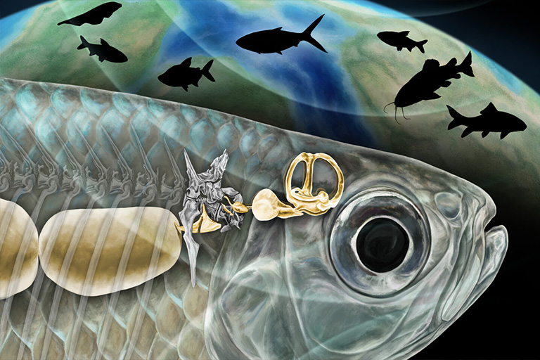 Fossilized ear bones rewrite the history of freshwater fish | Letters ...