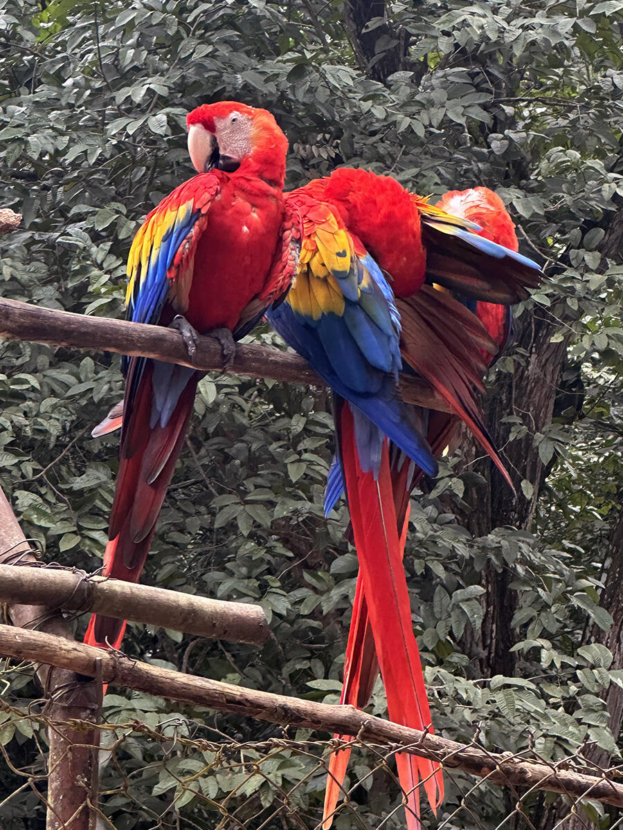 Three red, yellow, and blue birds perch in front of trees.