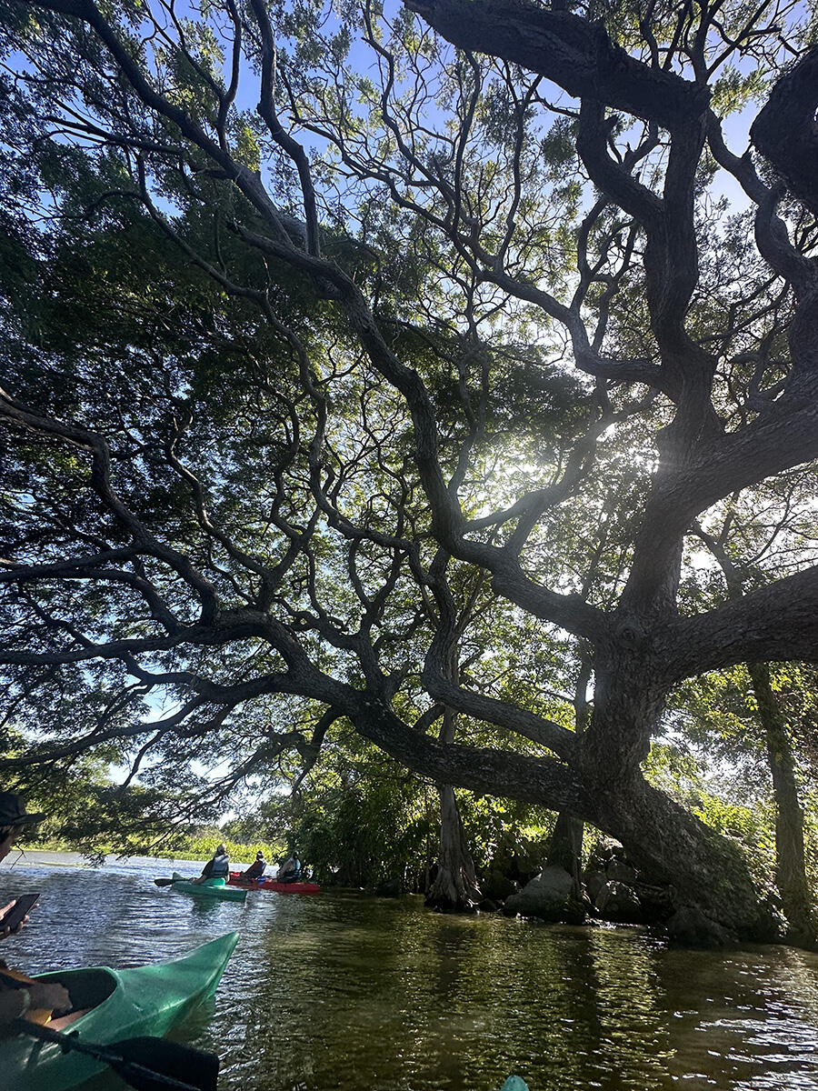 Sunlight filters through the sprawling canopy of a large tree by the water