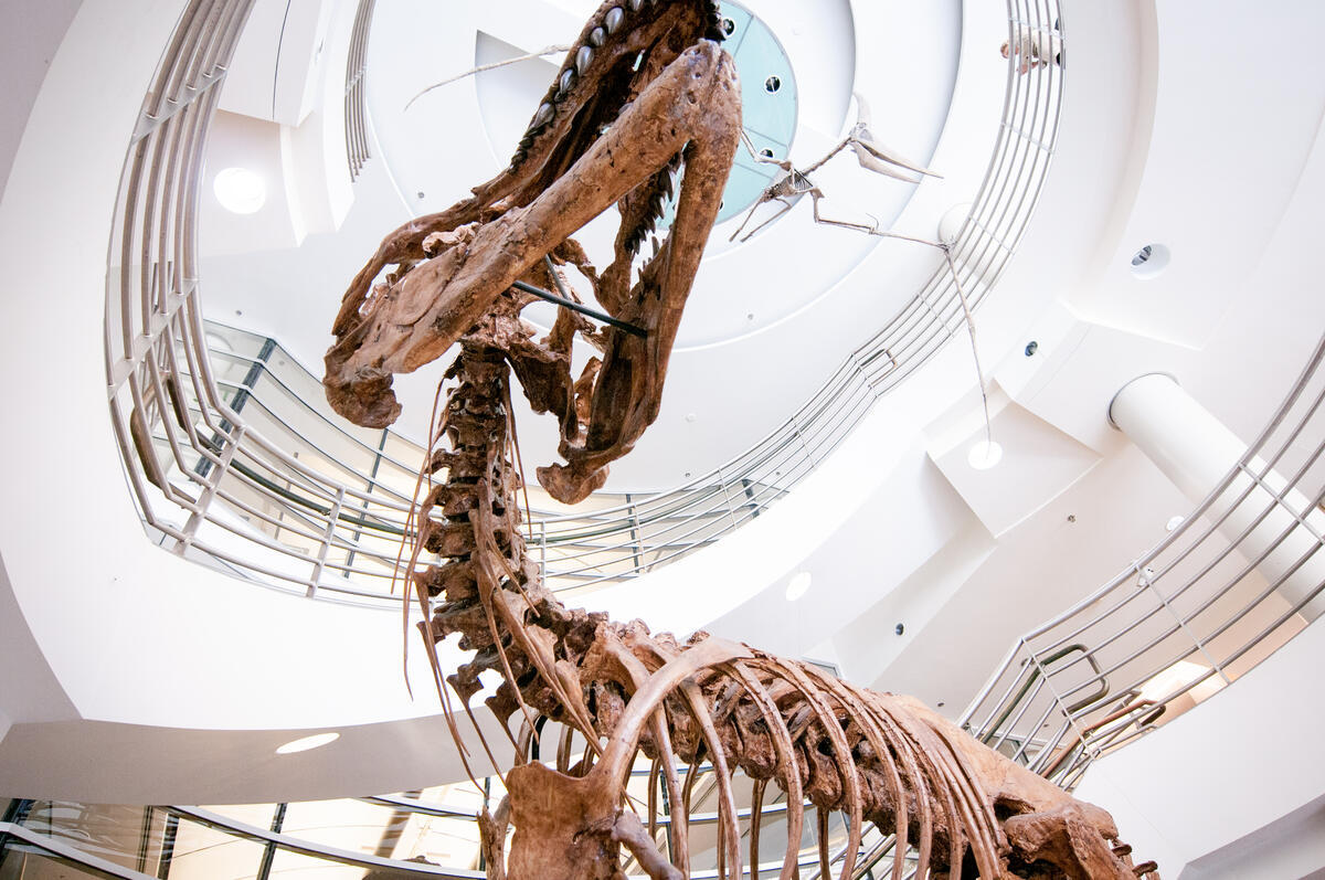 Museum Dinosaur Exhibit