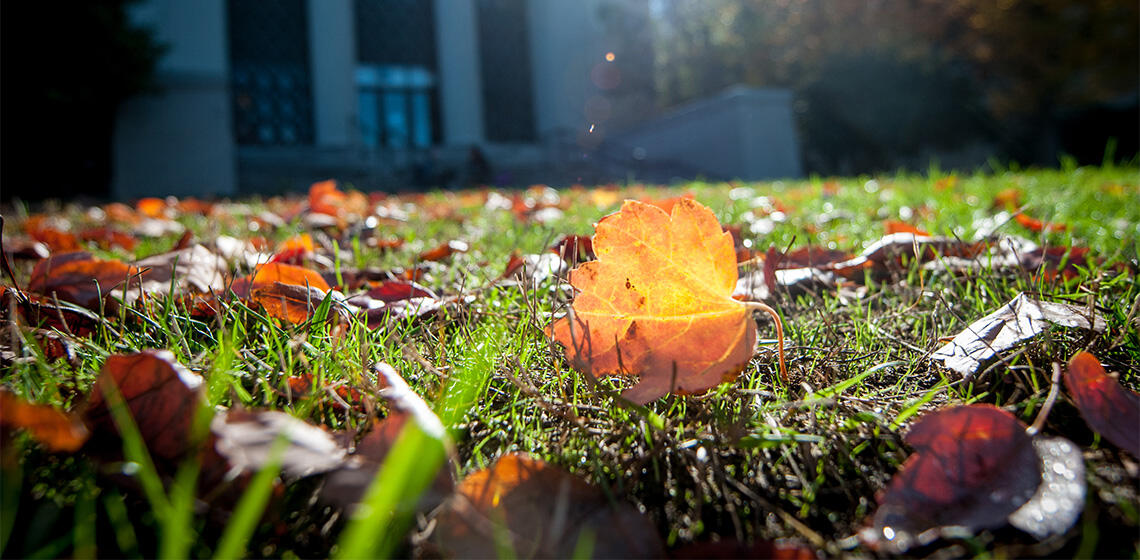 Brown and orange leaves sit on green grass during the fall, with buildings in the background