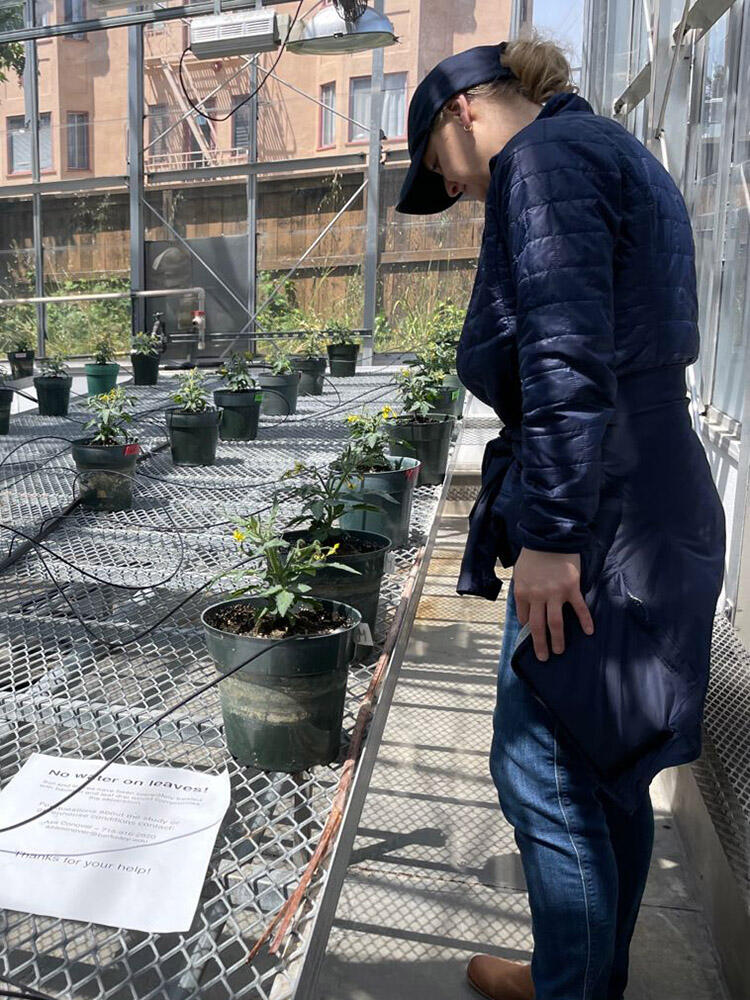 An attendee views tomato plants in an experimental greenhouse near campus.