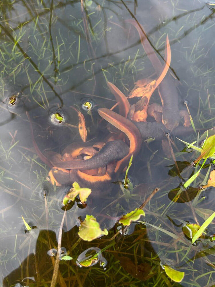 A tangled mass of newts compete underwater to mate.