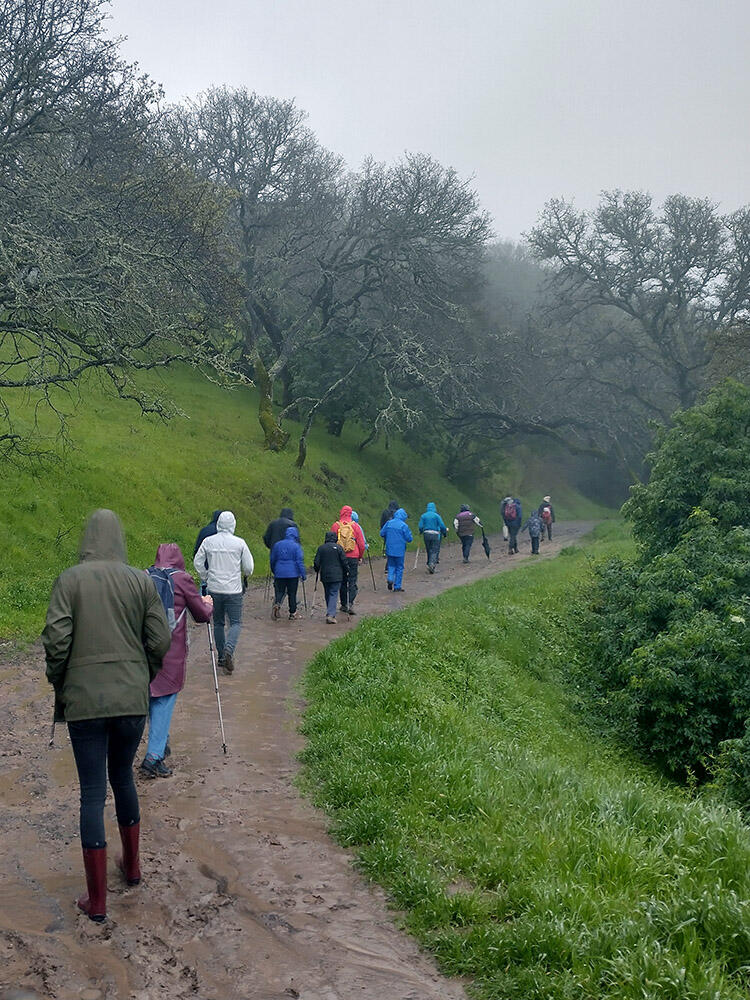 Hikers are greeted by a misty morning on their muddy trek to find California newts.