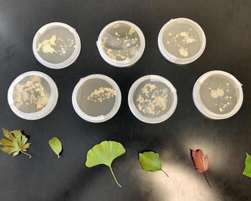 Petri dishes in the Koskella Lab hold bacterial growth from leaf swabs.