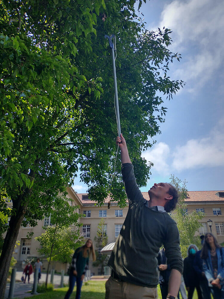 Postdoctoral researcher Dominique Holtappels cuts tree clippings to demonstrate evidence of blight. Postdoctoral researcher Dominique Holtappels reaches up to clip part of a tree impacted by blight.