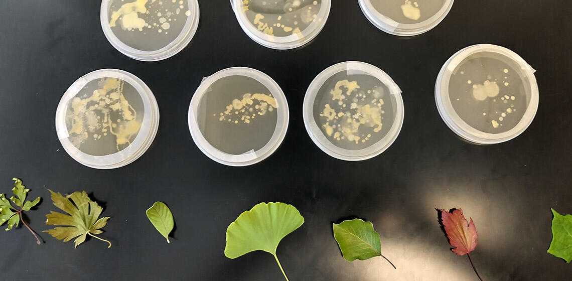 An overhead shot of seven Petri dishes with bacteria growth from leaf swabs. The leaves are located on the black table below the