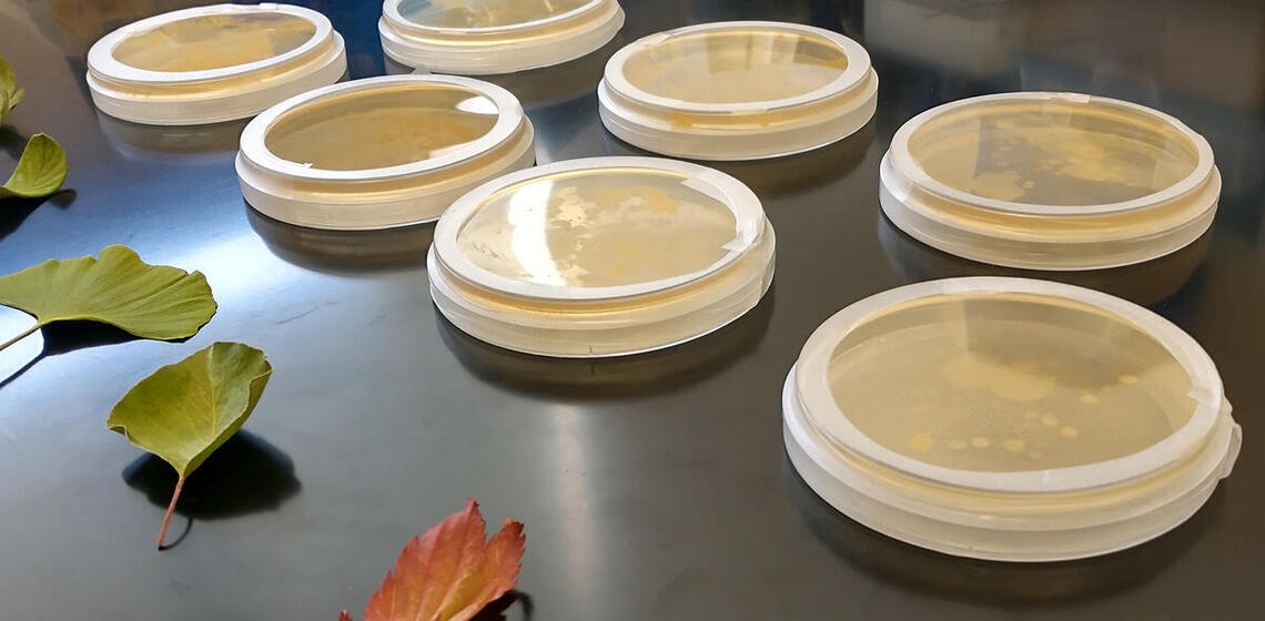 Seven petri dishes hold bacterial growth from leaf swabs. The various leaves lie on a black table to the left.