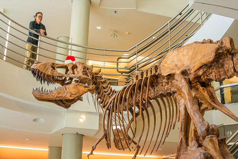 Man stands at a railing to look over at a full size cast of a T.rex skeleton