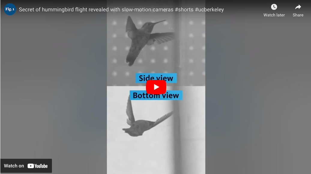 Screenshot of video showing a side view and bottom view of a hummingbird in black and white