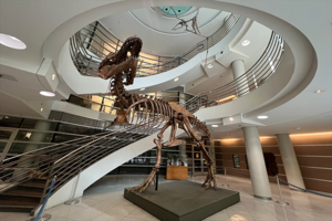 Freestanding cast of T.Rex in the atrium of the UC Berkeley Valley Life Sciences Building