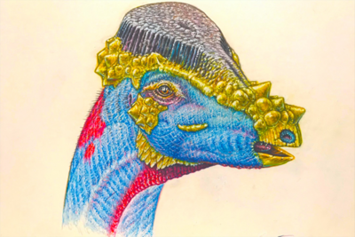 Artist's depiction of a pachycephalosaur in purple, yellow and blue
