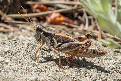 Closeup of a grasshopper outside on the ground